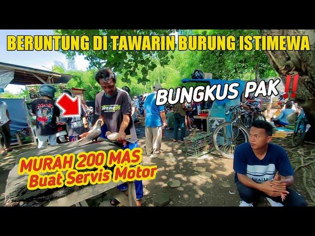 KALO REJEKI EMANG GAK KEMANA BURUNG ISTIMEWA LANGSUNG DI TES DAN LANGSUNG BUNGKUS