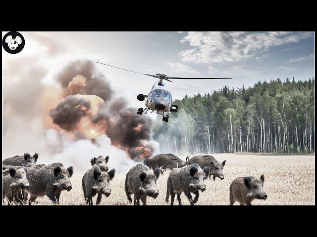 How Hunters And Farmers Deal With Millions Of Wild Boars With Helicopters And Guns