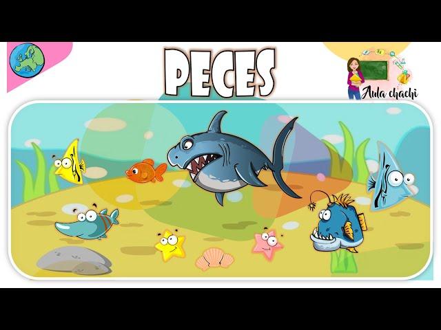 Peces - Animales Vertebrados | Aula chachi - Vídeos educativos para niños