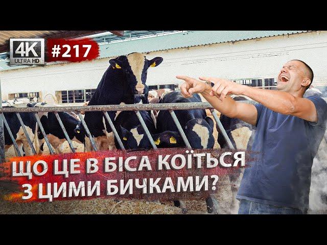 Огляд ферми ВРХ. Як ми утримуємо бичків? Внесення органіки