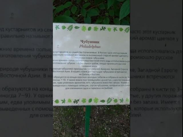 Чубушник, который в России неправильно называют жасмином