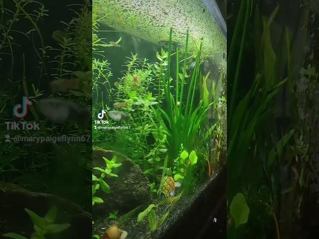 Planted Aquarium