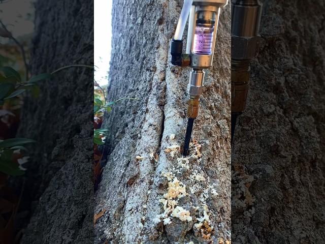 Tree Shot! Tree Injections #treework #treecare #treeservice #arborist #plantcare #healthcare #inject