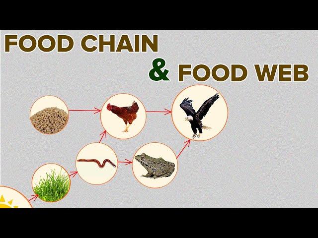 Food Chain and Food Web in Eco-system | Environmental Science | Letstute