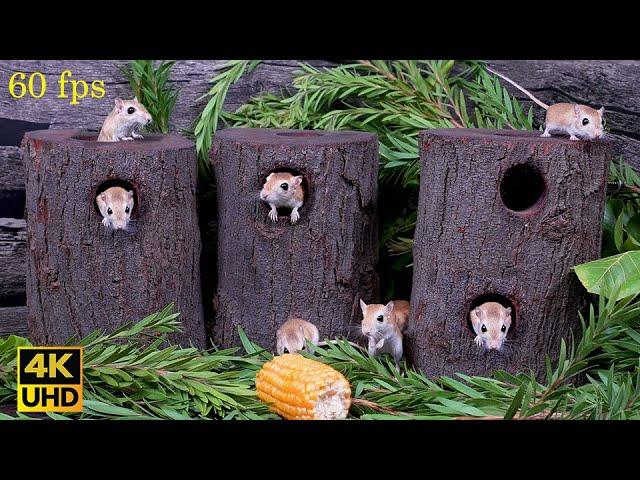 Cat TV Mice Playing Hide & Seek in Logs for cats to watch | Cat TV for Endless Fun 4k 8 hours