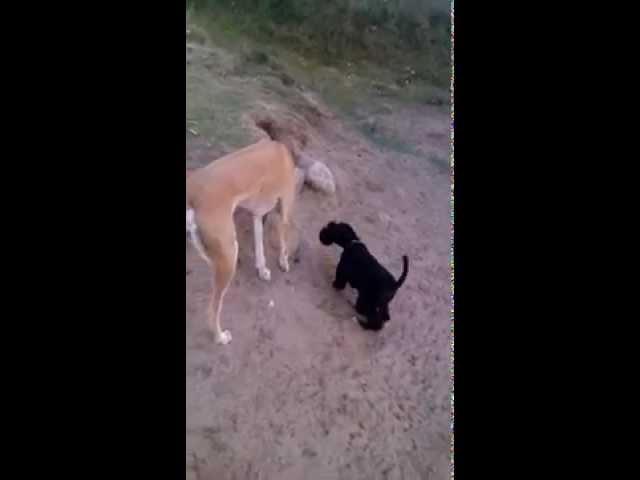 Greyhound and Kerry Blue Terrier