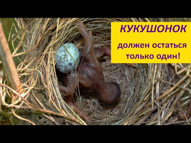 КУКУШКА - плохая мать? Наталья Носова