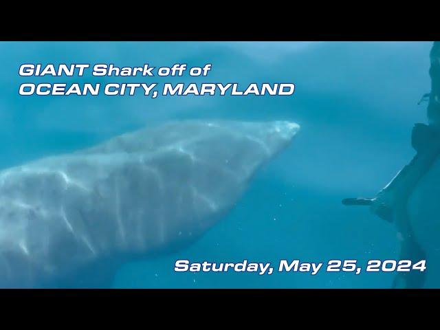 GIANT Shark off of Ocean City, Maryland - May 25, 2024