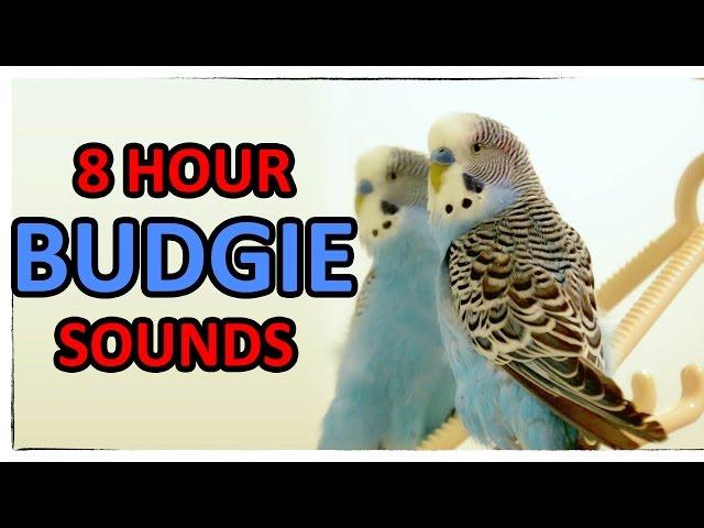 8 Hour of happiest Budgie - Cookie, talking with mirror