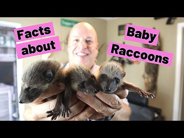 Cool facts about baby raccoons and baby raccoon sounds.