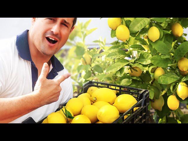 5 Hacks to Grow More Lemons! | Growing Tips for Citrus More Fruit