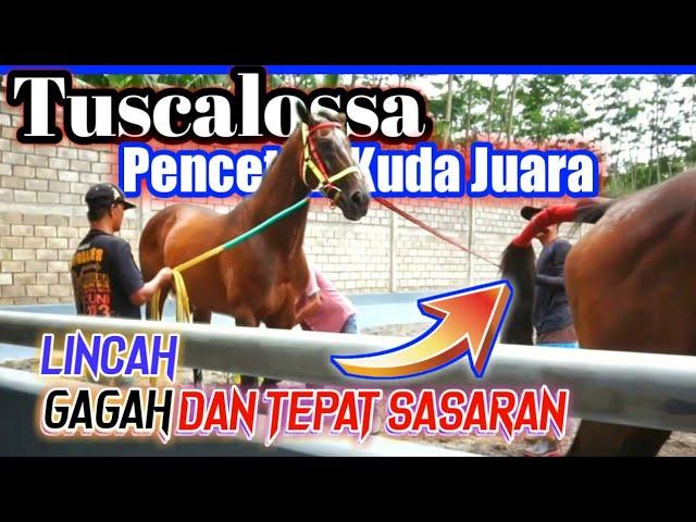 Hanya Dengan Durasi 30 Detik Tunjukkan Pesona Sang Betina ⁉️ || Tuscalossa Pencetak Kuda Juara