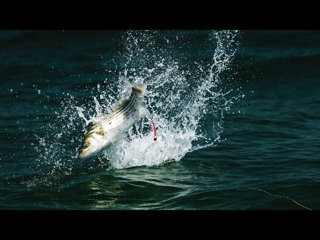 INK - Striped Bass Topwater Feeding Frenzy with Capt. Jaime Boyle