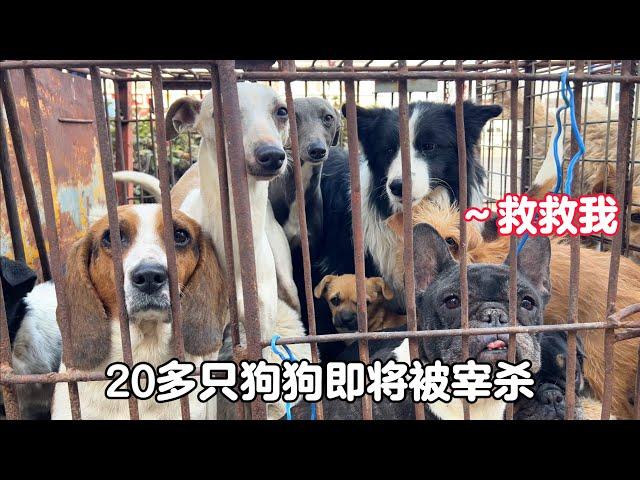 Dozens of dogs in the dog meat restaurant are about to be slaughtered, and theyare screamingwithfear