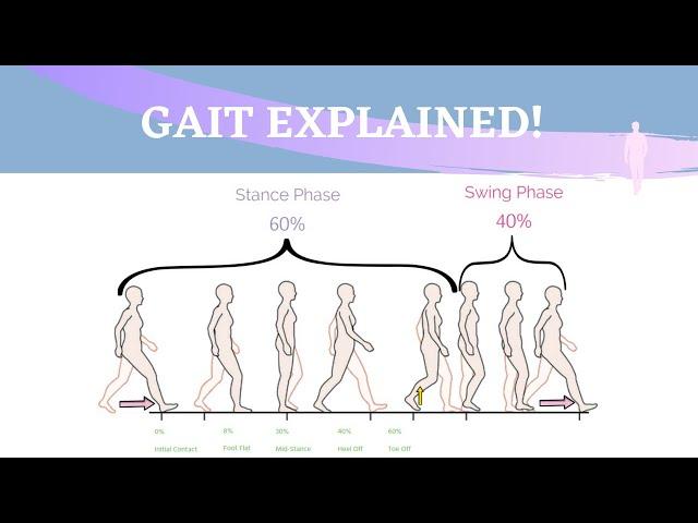 Gait Range of Motion Animation