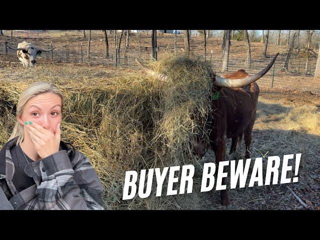 CRAZY COW FOR SALE!