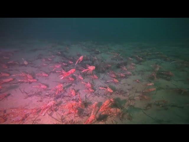 Exploring the Enchanted Depths: Tec Diving among Millions of Tuna Crabs at La Jolla Shores