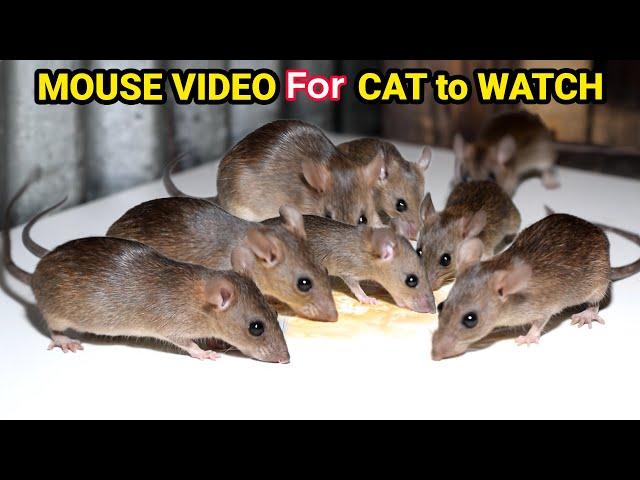 Ultimate Cat TV: Mouse and Rat Sounds to Keep Your Cat Engaged! Cats LOVE This Mouse and Rat Video!