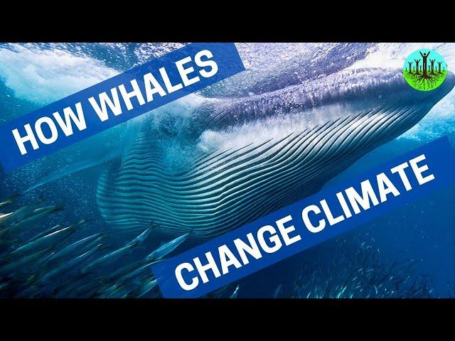 How Whales Change Climate