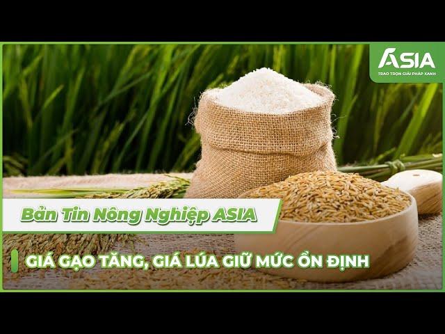 Giá gạo tăng, giá lúa giữ ở mức ổn định| Bản Tin Nông Nghiệp ASIA số 5