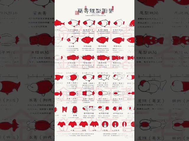 Ranchu Goldfish Body Types | 兰寿体型图鉴 #ranchu #goldfishcorner