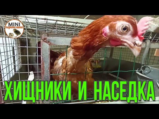 Как несостоявшуюся наседку вернуть к яйценоскости.