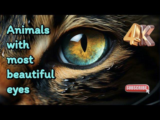 Animals with most beautiful eyes