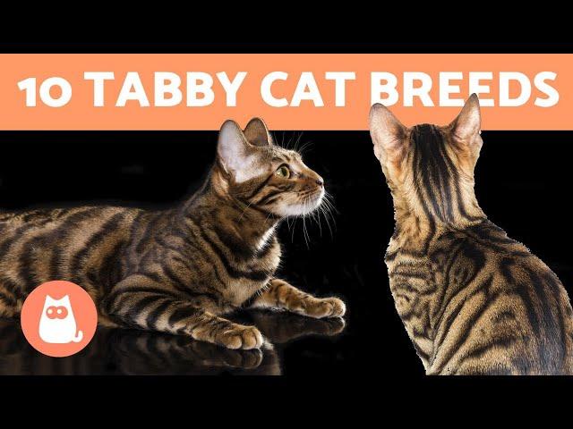 10 TABBY CAT BREEDS  Cats with Striped Coats