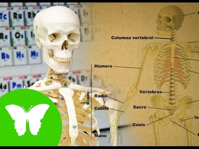 La Eduteca - El esqueleto