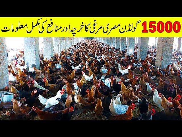 Golden Misri Hen Farming Complete Information | Golden Misri Farming | Poultry Farm Business Plan