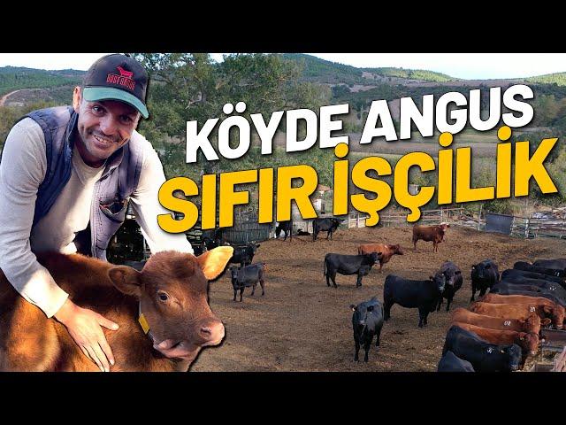 Çanakkale’de Kendi Angus Sürüsünü Kuruyor |  Gebe Angus Rasyon, Maliyet, Randıman, Buzağı Bakımı