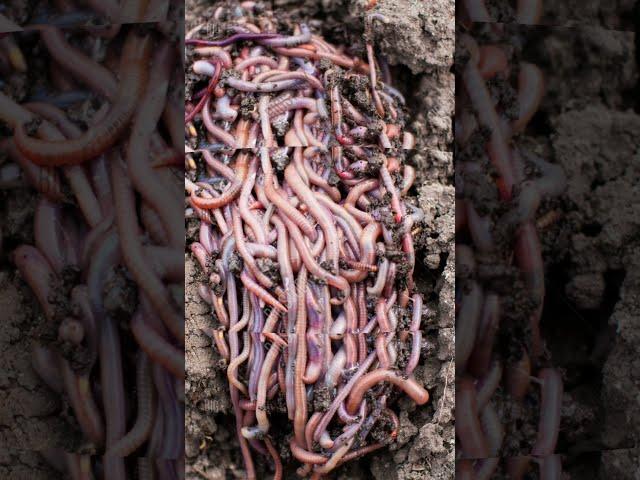Почему дождевые черви выползают на поверхность после дождя? В чем причина?