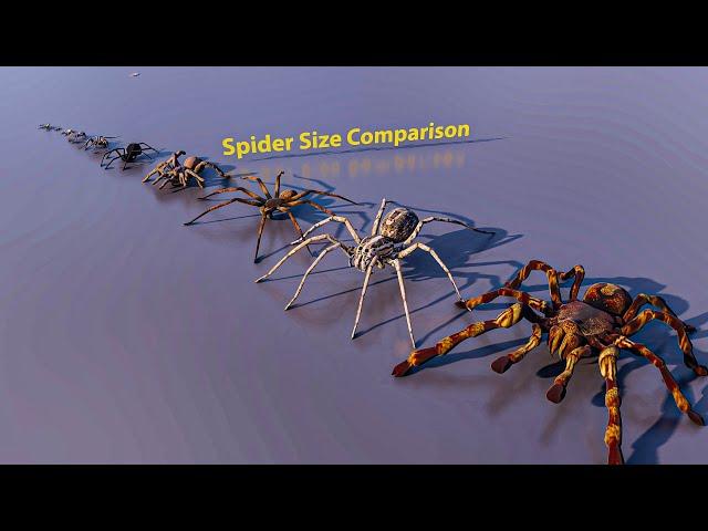 Spider size comparison