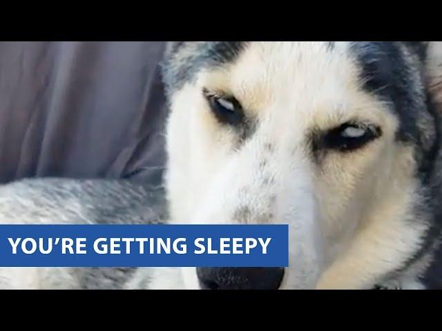 Husky Struggles To Stay Awake