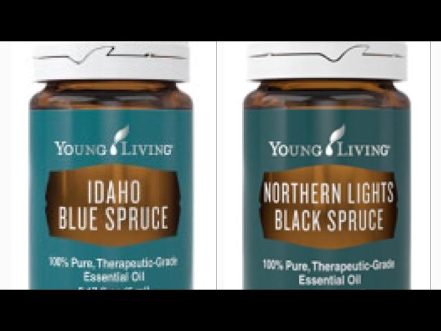 Blue Spruce & Black Spruce Essential Oil   What's the Difference?