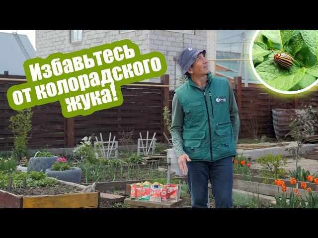 Появился колорадский жук?! Эти средства вам помогут!