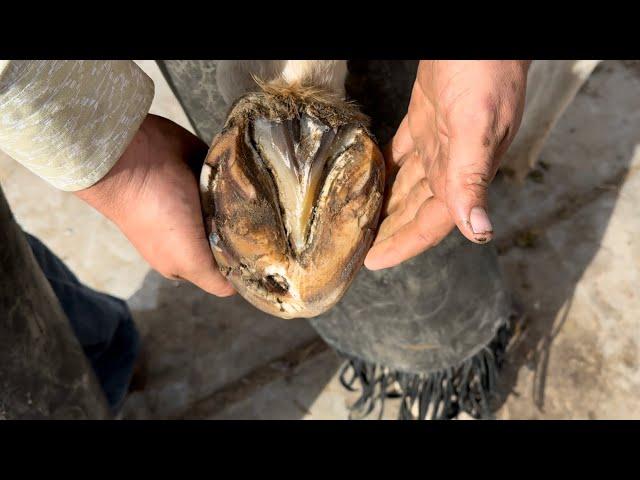 DEEP HOOF INFECTION! Hospital Plate Bar Shoe Forge!