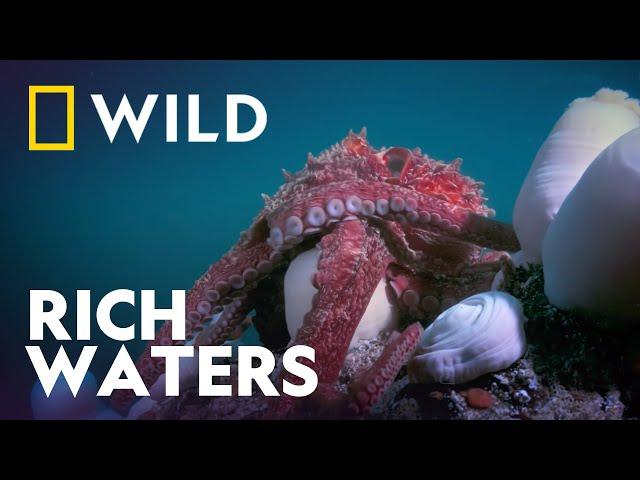 One of The Richest Waters In The World | Growing Up Animal | National Geographic WILD UK