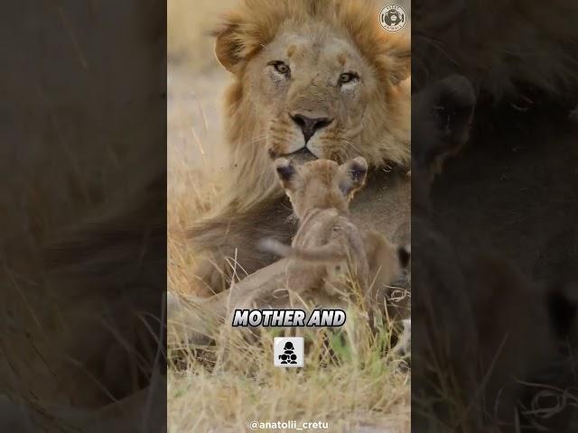 Baby Lion  Baby Kings in Action  #shorts #babylion  #cutelion #animalfacts #animalshorts