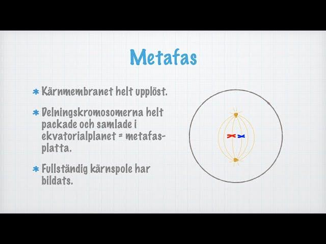 Mitos (celldelning)