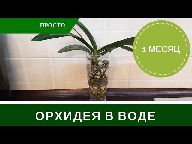 Орхидея в Воде Без Грунта