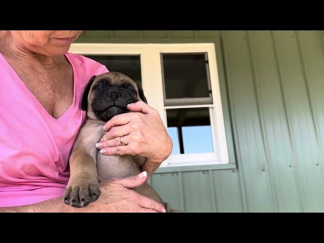 Rudy  ch Roxanna litter 10-8-24