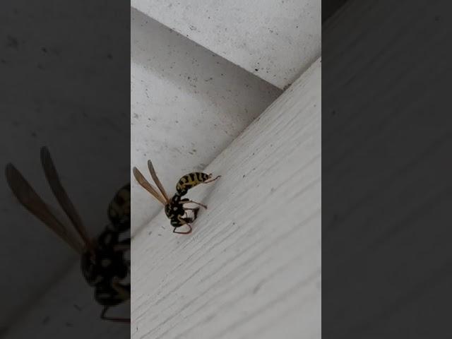 Wasp Nest Starting