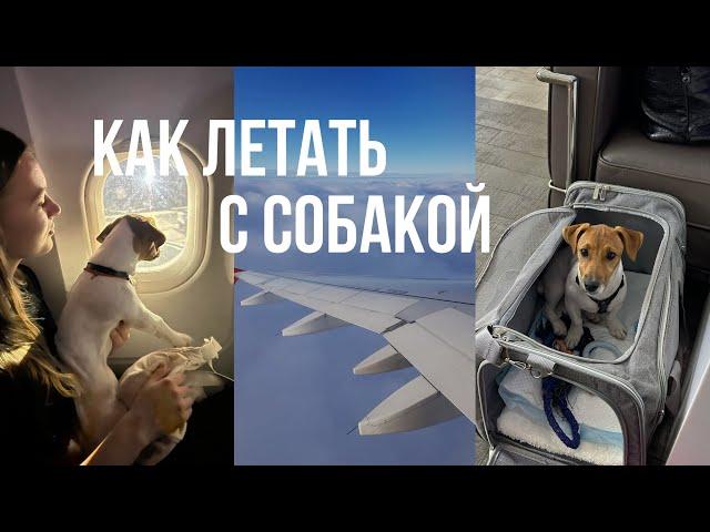 КАК ЛЕТАТЬ С СОБАКОЙ: первый полет с джек - расселом, перевозка собак в салоне самолете, лайфхаки.