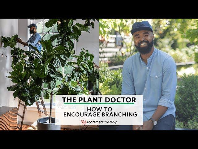 How To Encourage Branching | The Plant Doctor