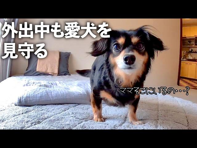 我が家の有能すぎるペットシッターを紹介！【Furbo】