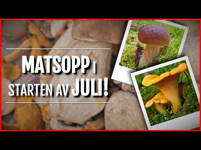 Mye flott matsopp i skogen