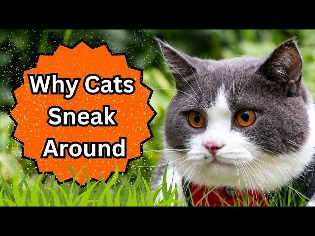 Why Are Cats So Sneaky?