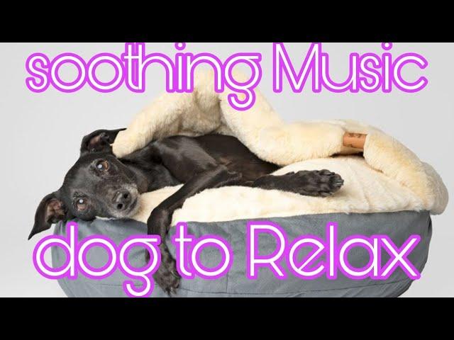 Soothing Music for Dogs to relax || Dog Music to Sleep