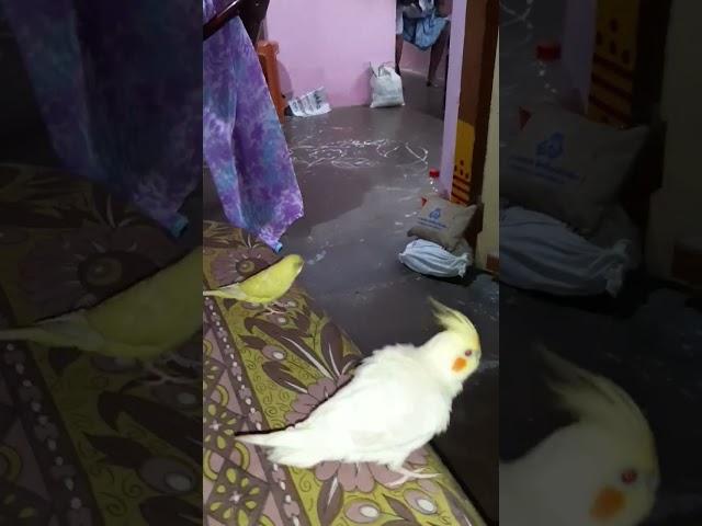 I follow you #funny #comedy #funnyvideo #cockatiel #satisfying #happy #budgies